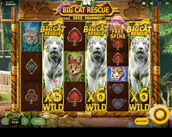 big cat rescue megaways