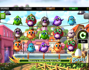 birds
