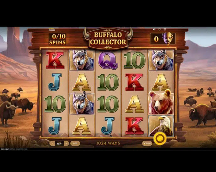 buffalo collector