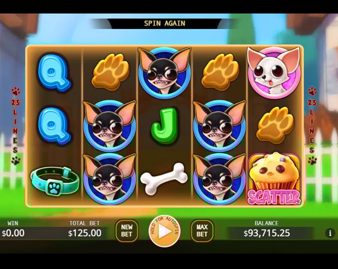 chihuahua party