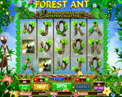 forest ant