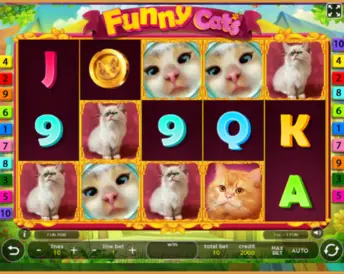 Funny Cats