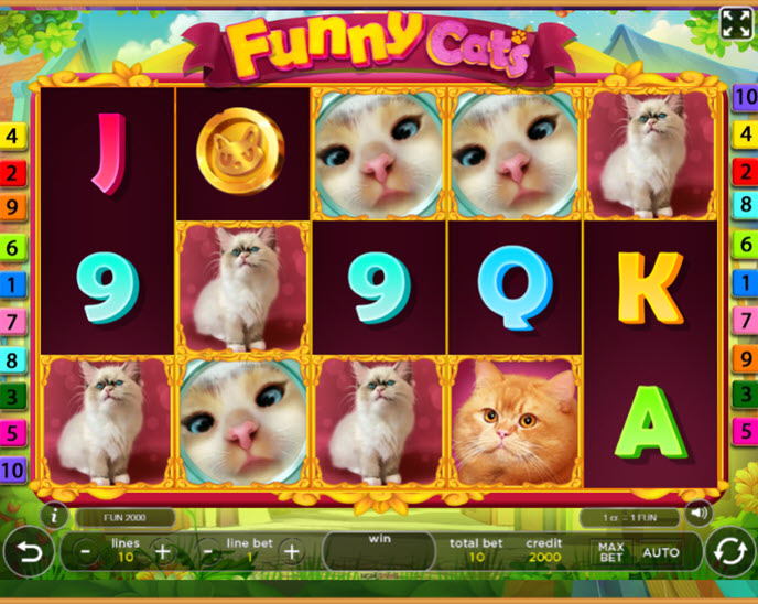 funny cats