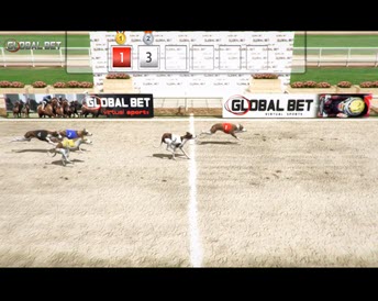 greyhounds