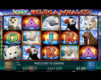jolly beluga whales