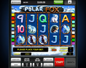 polar fox
