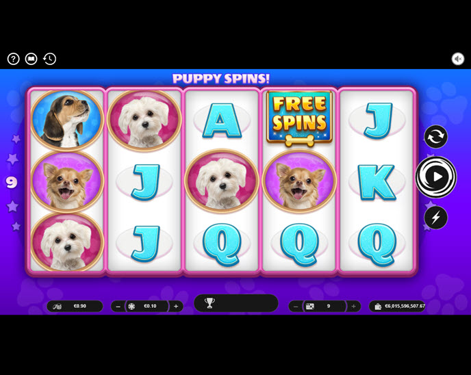puppy spins