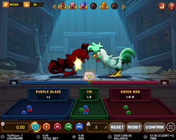 rooster fight