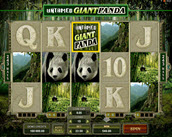 untamed – giant panda