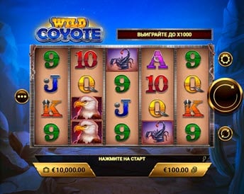 wild coyote