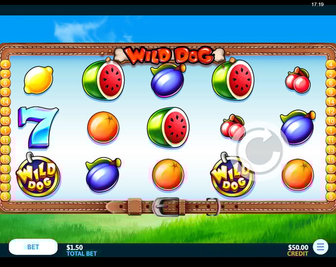 wild dog