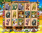 wild gambler