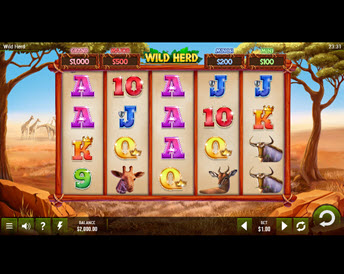 wild herd