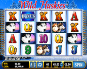 wild huskies