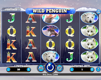 wild penguin