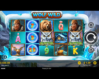 wolf wild